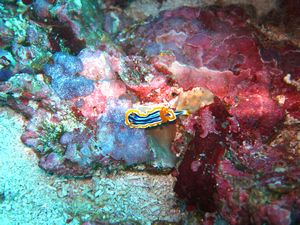 wonderful nudibranch 