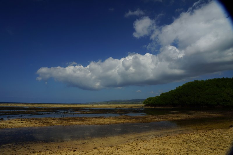 low tide at Mangroves