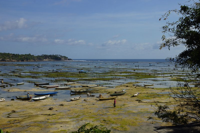 seaweed farmers at the channel 