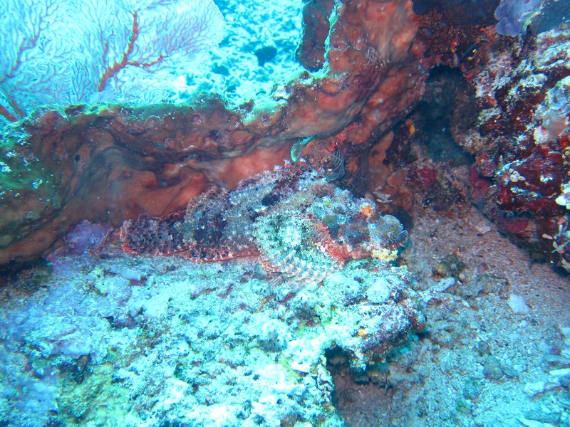 can you see the scorpion fish?