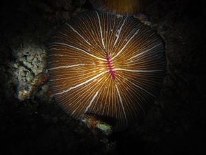 a mushroom coral