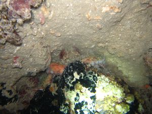 an octopus hiding in a cave