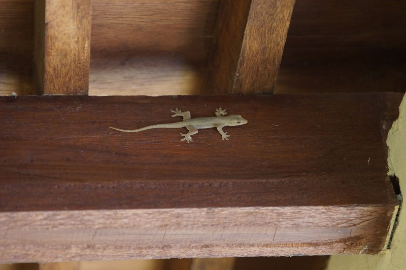 a gecko