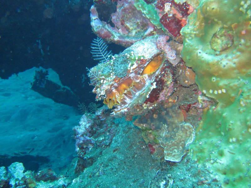 a colourful sea shell
