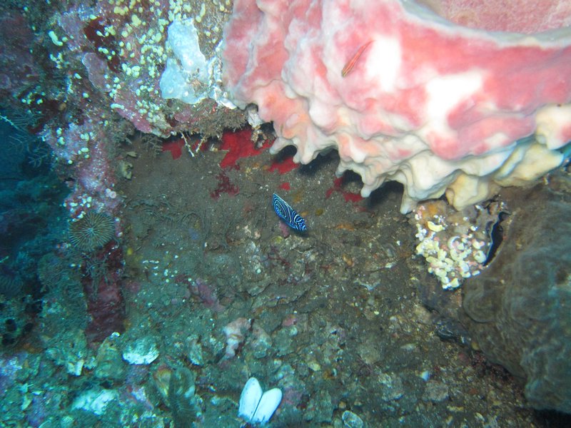juvenile emperor angelfish