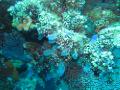 corals and transparent sponges?