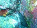moray and cleaner shrimp