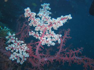 amazing soft coral