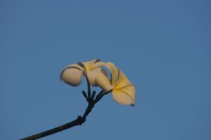 A frangipani