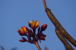 Another kind of frangipani
