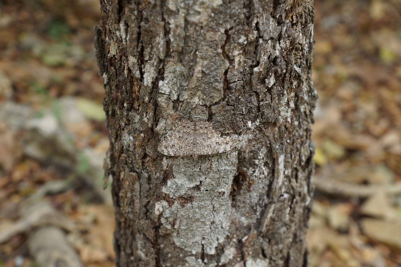 perfectly camouflaged butterfly