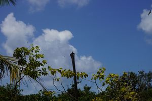 Frigate bird on a pole