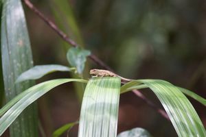 A lizard on a leaf