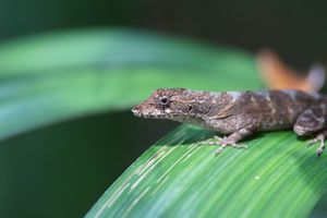 close-up of the lizard on a leaf