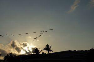 A flight of pelicans against the setting sun