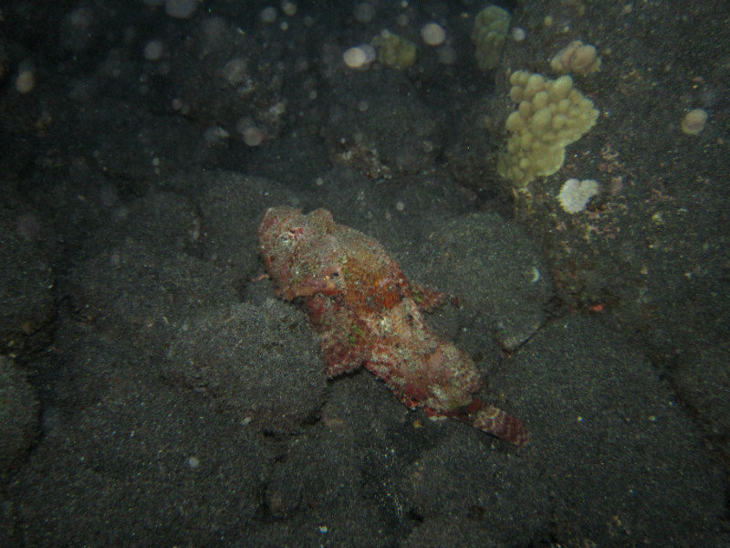 titan scorpionfish
