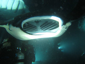 perfect view into a manta's mouth