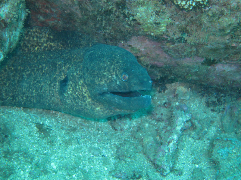 large moray eel