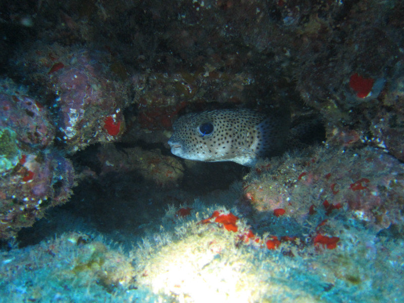 Giant Porcupinefish and a hawaiian cleaner wrasse