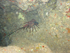 spiny lobster