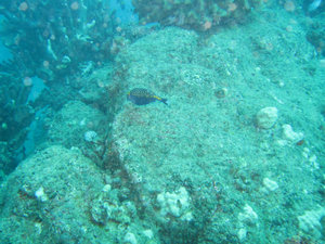 spotted boxfish
