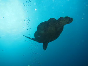 sea turtle against the sun