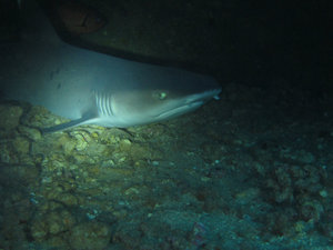 resting whitetip reef shark