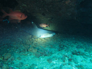 whitetip reef shark