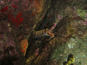 another spiny lobster