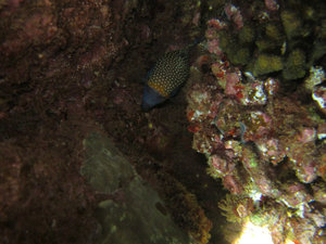 spotted boxfish - male