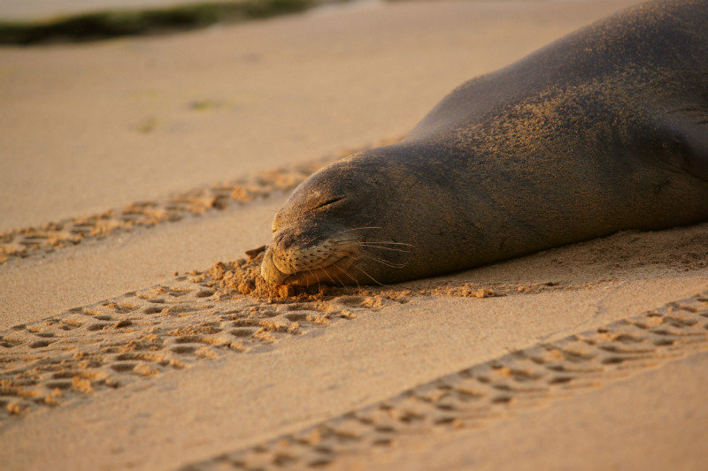 Hawaiian Monk Seal sleeping