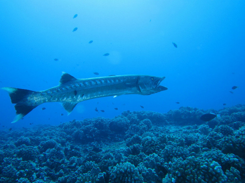 Barracuda at the cleaning station