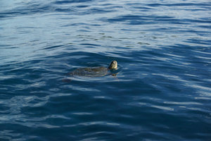 sea turtle breathing