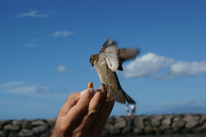 feeding sparrows 