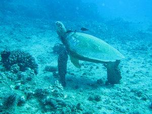 sea turtle getting cleaned 