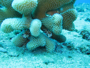 Harlekin shrimp in a coral