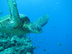 sea turtle flying by