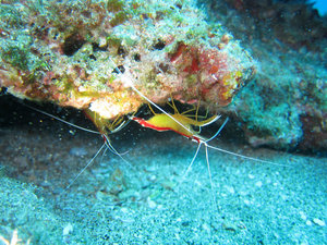 cleaner shrimp