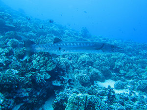 a clean barracuda