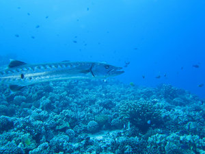 large barracuda