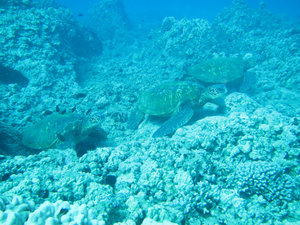three sea turtles
