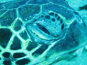 closeup of the eye of a seaturtle