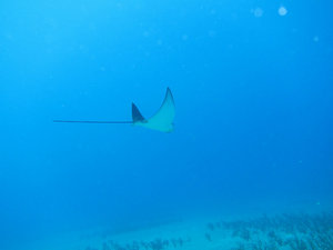 spotted eagle ray in flight