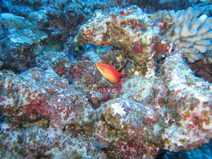 male flame wrasse