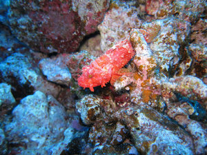 red scorpionfish?