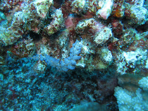 blue dragon nudibranch