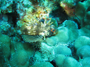hawaiian green lionfish