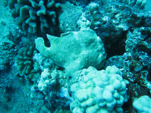 comersons frogfish