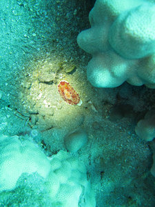 red spot nudibranch