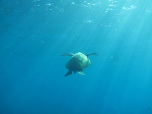 ascending sea turtle